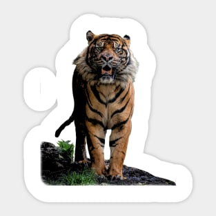 The Strolling Tiger Design Sticker